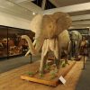 The Late Rodney Winston Kretzschmer – Third Generation Taxidermist Extraordinaire