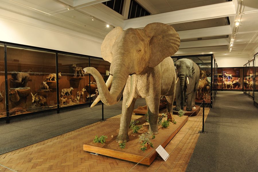 The Late Rodney Winston Kretzschmer – Third Generation Taxidermist Extraordinaire